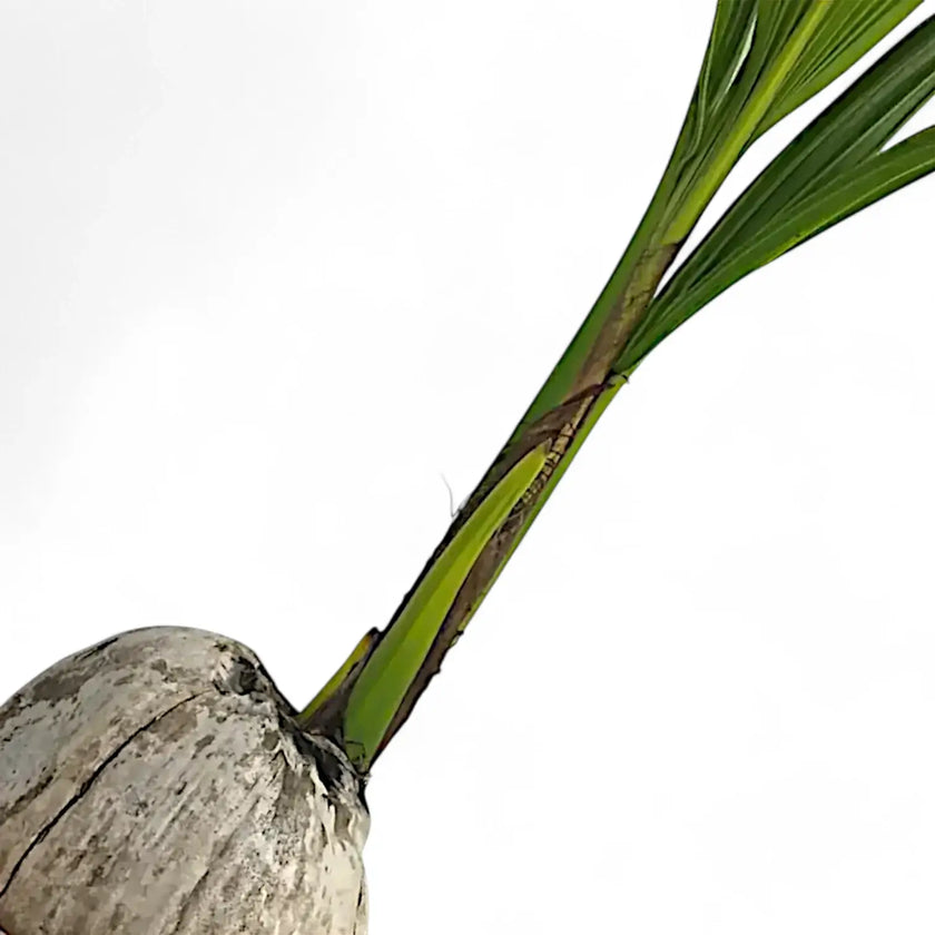 Cocos nucifera leaf close-up on white background.