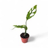 Monstera obliqua (Peru) potted houseplant in nursery pot on white background, product photo 4.