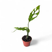 Monstera obliqua (Peru) potted houseplant in nursery pot on white background, product photo 4.