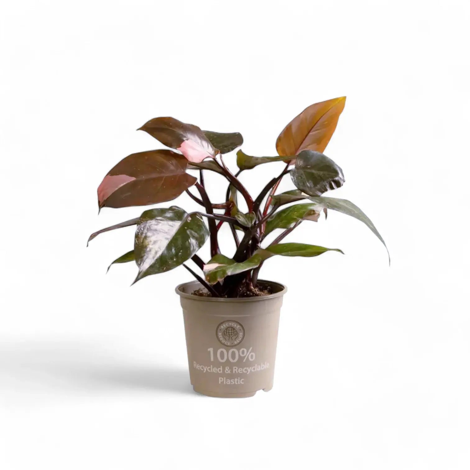 Philodendron 'Pink princess' – Zimmerpflanze im Kulturtopf auf weißem Hintergrund, Produktfoto 12.