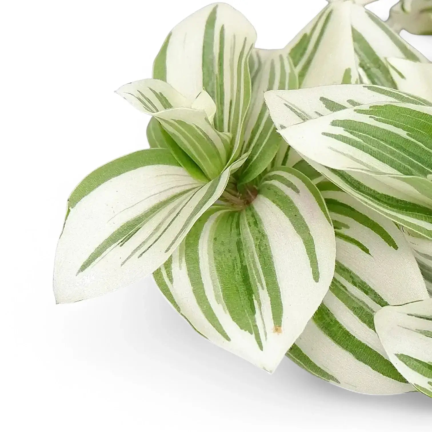 Tradescantia zebrina 'Brightness' leaf close-up on white background.