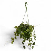 Hoya burtoniae – Zimmerpflanze im Kulturtopf auf weißem Hintergrund, Produktfoto 3.