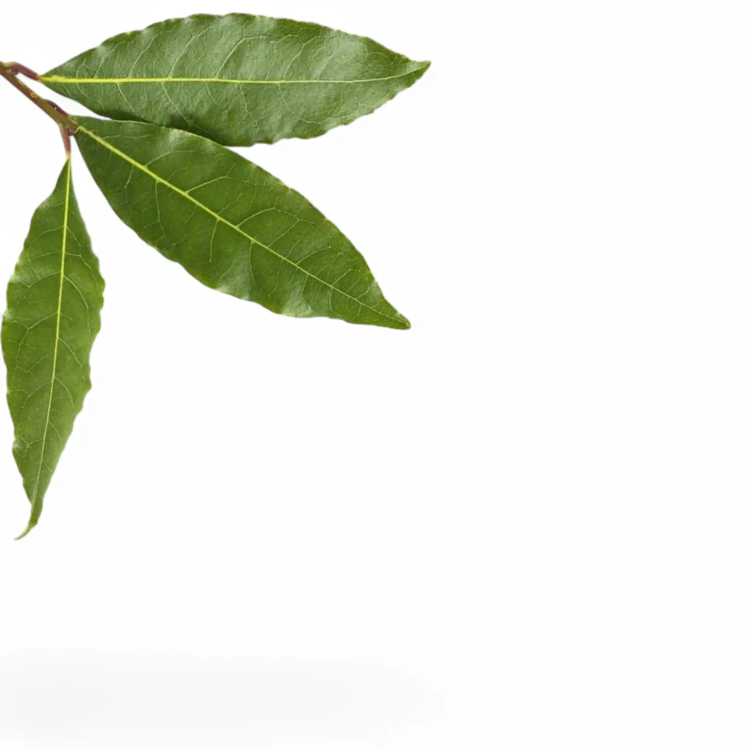 Laurus nobilis leaf close-up on white background.