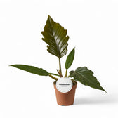 Philodendron 'Caramel Pluto' ('Chocolate Empress', 'Pluto') potted houseplant in nursery pot on white background, product photo 3.