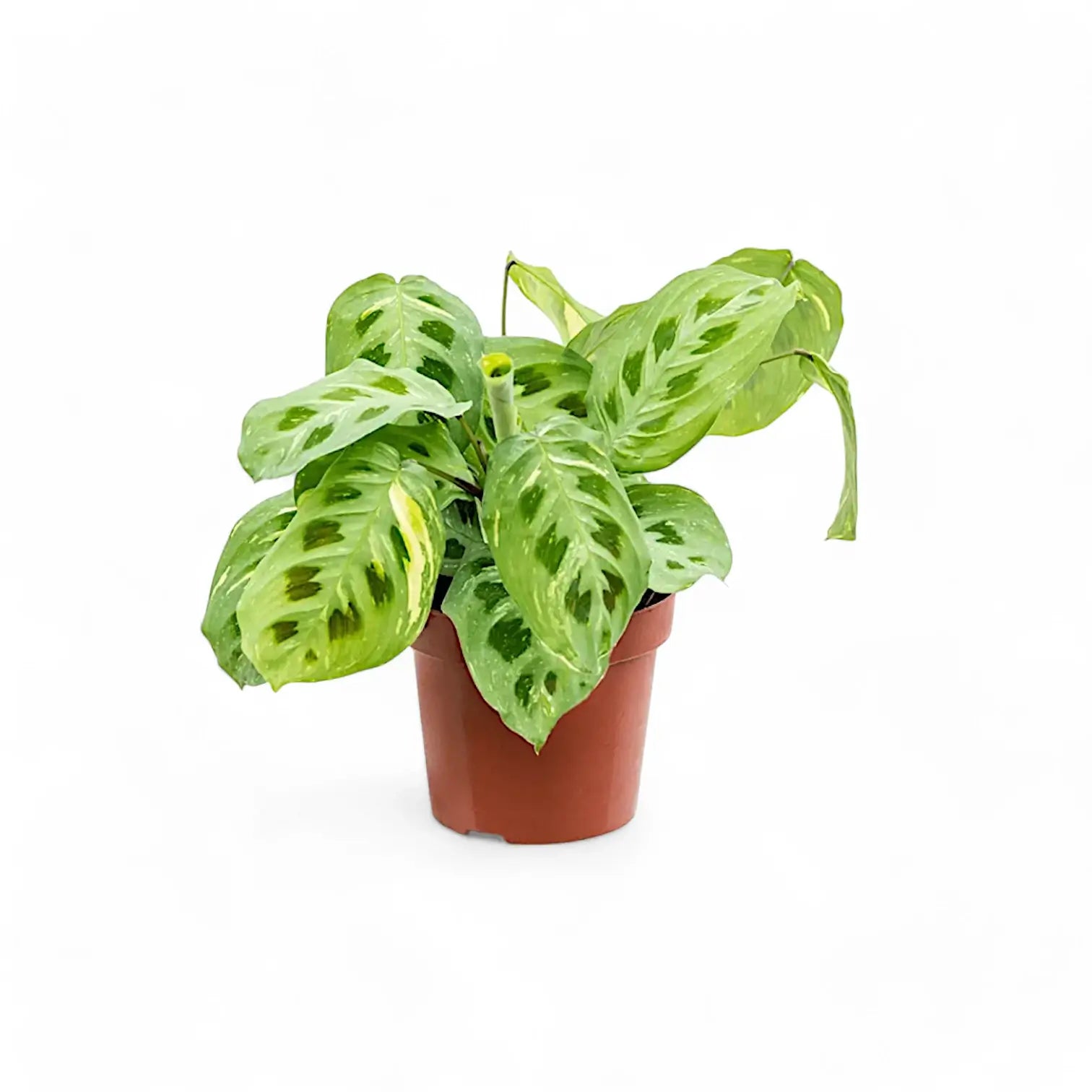 Maranta leuconeura 'Kerchoveana variegata' ('Beauty Kim', 'Fiesta') potted houseplant in nursery pot on white background, product photo 4.