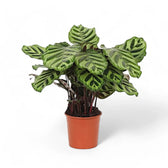 Goeppertia (Calathea) makoyana – Topfpflanze im Kulturtopf vor weißem Hintergrund, Produktfoto 8.