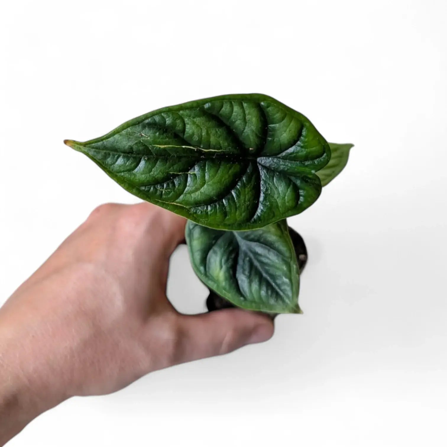 Alocasia baginda 'Dragon scale' potted houseplant in nursery pot on white background, product photo 6.