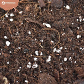 Hoya Potting Mix on white background, product photo 4.