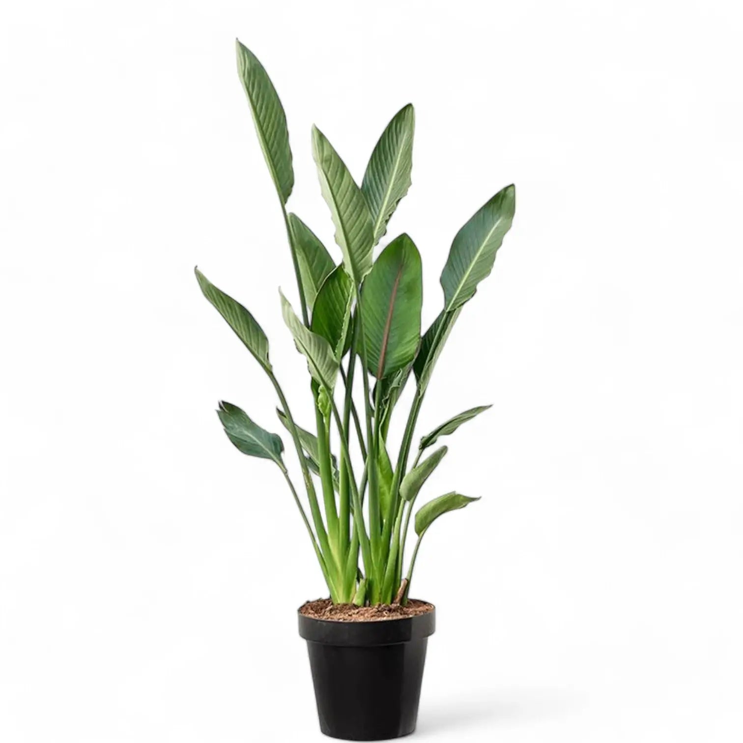 Strelitzia reginae potted houseplant in nursery pot on white background, product photo 8.