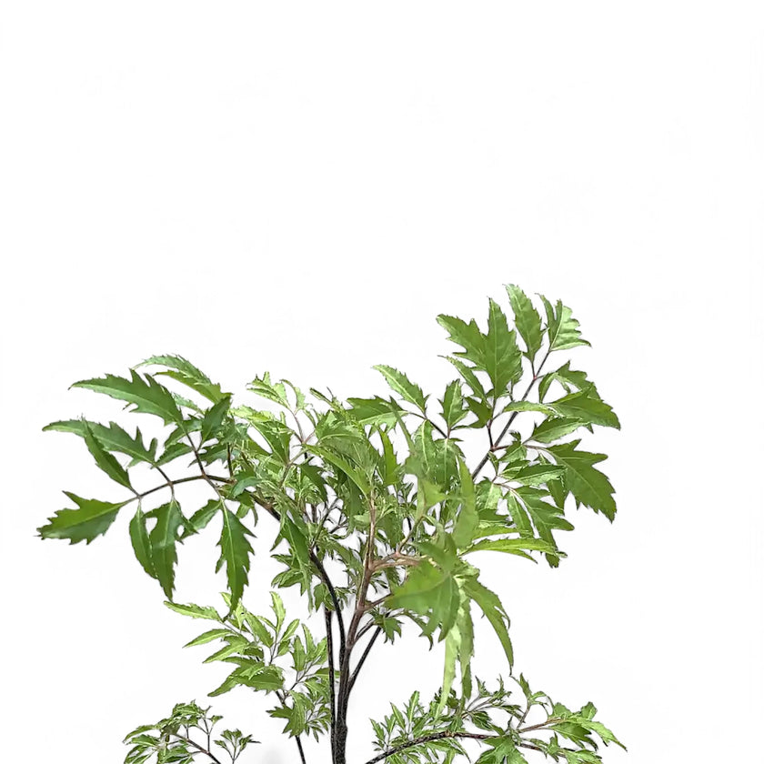 Polyscias fruticosa 'Ming' ('Ming Aralia') leaf close-up on white background.