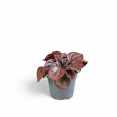 Peperomia caperata 'Cayenne' potted houseplant in nursery pot on white background, product photo 2.