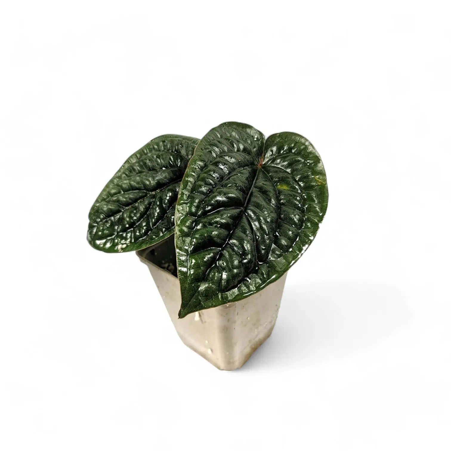 Anthurium radicans x luxurians – Topfpflanze im Kulturtopf vor weißem Hintergrund, Produktfoto 10.