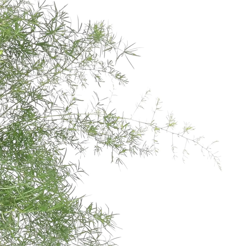 Asparagus densiflorus 'Sprengeri' leaf close-up on white background.