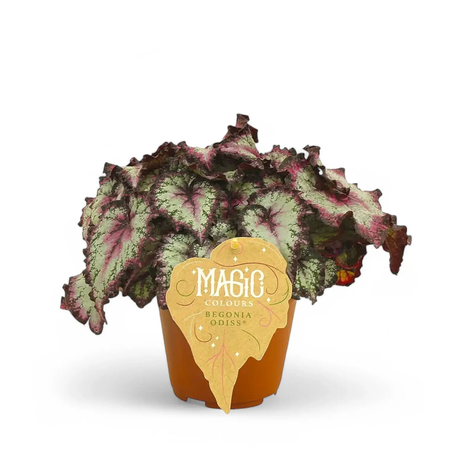 Begonia rex 'Odissi' potted houseplant in nursery pot on white background, product photo 2.