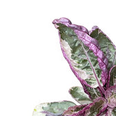 Nahaufnahme eines Blatts von Strobilanthes alternata 'Snow White' vor weißem Hintergrund.