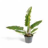 Philodendron 'Ring of fire' – Zimmerpflanze im Kulturtopf auf weißem Hintergrund, Produktfoto 13.