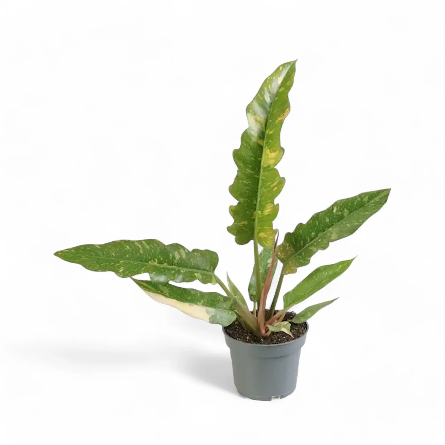 Philodendron 'Ring of fire' – Zimmerpflanze im Kulturtopf auf weißem Hintergrund, Produktfoto 13.