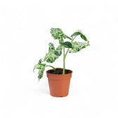 Syngonium podophyllum 'Mottled' – Zimmerpflanze im Kulturtopf auf weißem Hintergrund, Produktfoto 5.