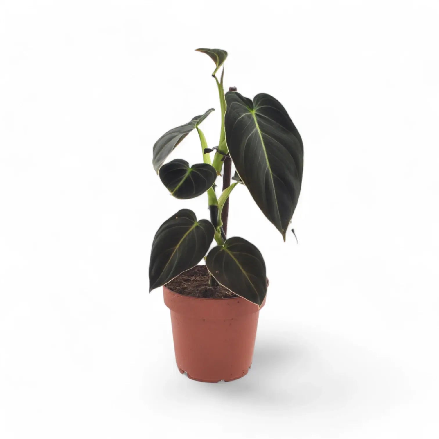 Philodendron melanochrysum potted houseplant in nursery pot on white background, product photo 10.