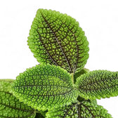 Nahaufnahme eines Blatts von Pilea ovalis 'Moon valley' vor weißem Hintergrund.