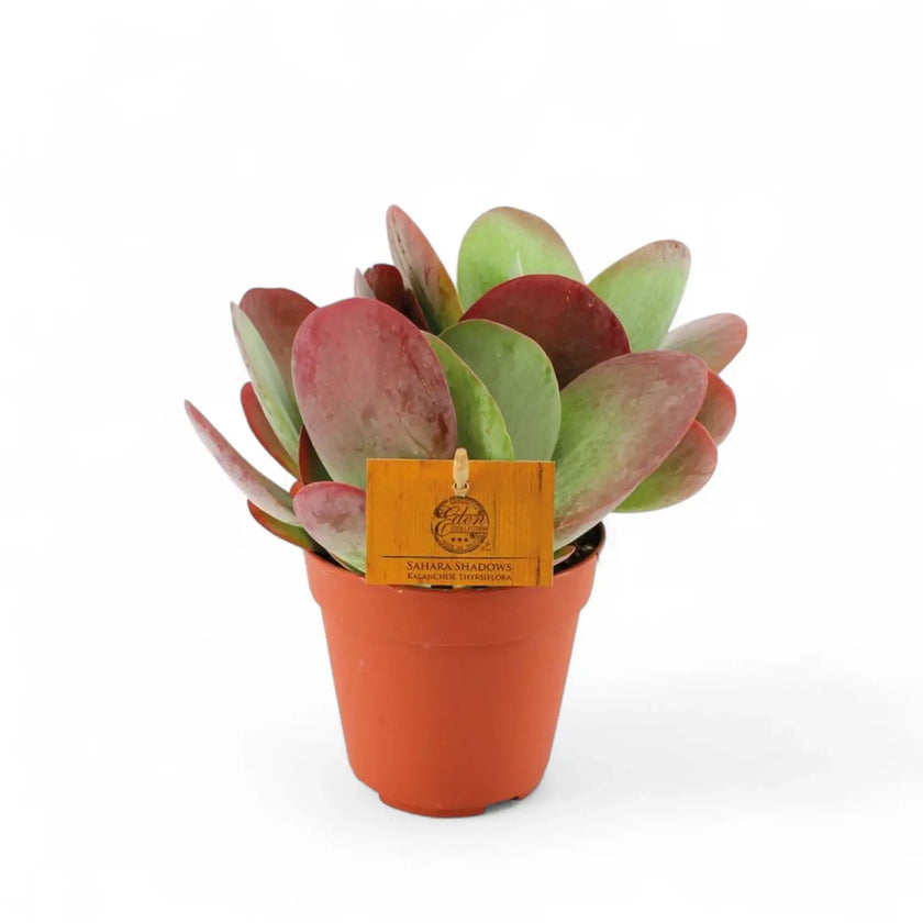 Kalanchoe thyrsiflora potted houseplant in nursery pot on white background, product photo 2.