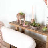 Tillandsia Air Plants