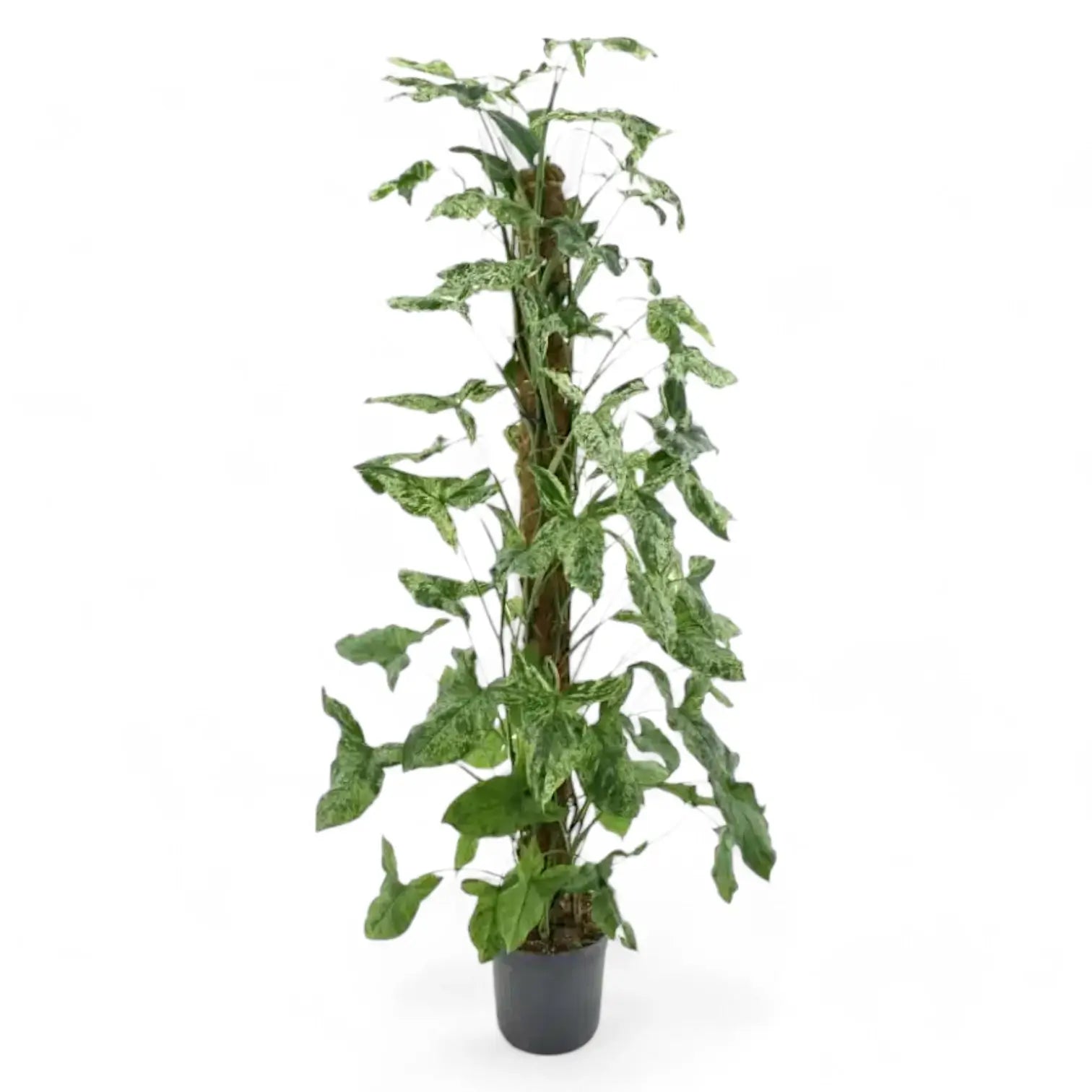 Syngonium podophyllum 'Mottled' – Zimmerpflanze im Kulturtopf auf weißem Hintergrund, Produktfoto 15.