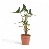 Alocasia zebrina ‘Tigrina Superba’ potted houseplant in nursery pot on white background, product photo 2.