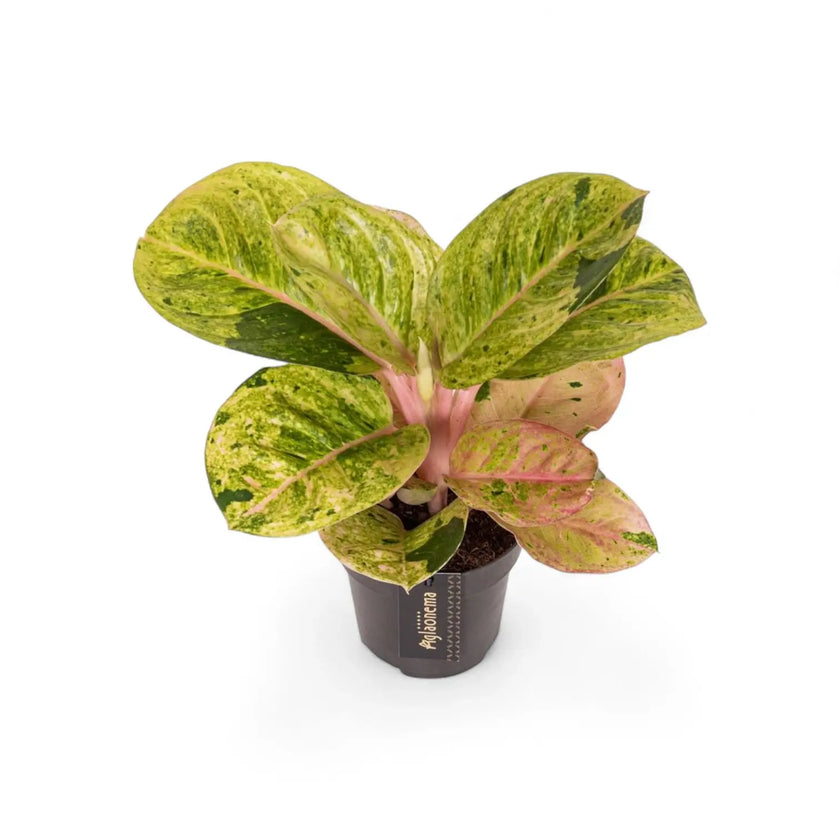 Aglaonema 'Apple Fantasy' potted houseplant in nursery pot on white background, product photo 2.