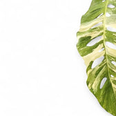 Nahaufnahme eines Blatts von Monstera lechleriana variegata vor weißem Hintergrund.