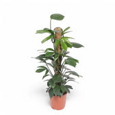 Rhaphidophora decursiva 'Dragon Tail' potted houseplant in nursery pot on white background, product photo 5.