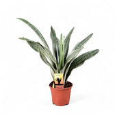 Dracaena (Sansevieria) trifasciata 'Metallica' – Topfpflanze im Kulturtopf vor weißem Hintergrund, Produktfoto 4.