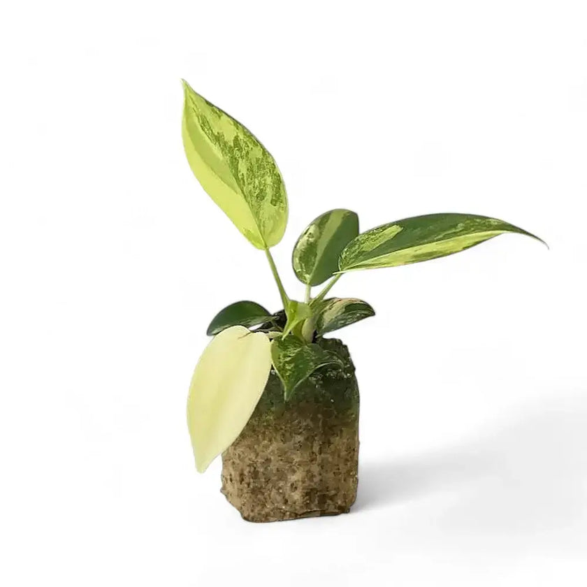 Philodendron 'Florida Beauty' ('Magic Mask') potted houseplant in nursery pot on white background, product photo 2.