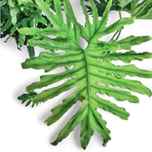 Thaumatophyllum bipinnatifidum potted houseplant in nursery pot on white background, product photo 10.