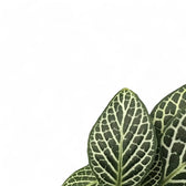 Fittonia albivenis leaf close-up on white background.