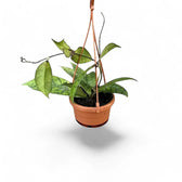Hoya callistophylla potted houseplant in nursery pot on white background, product photo 14.