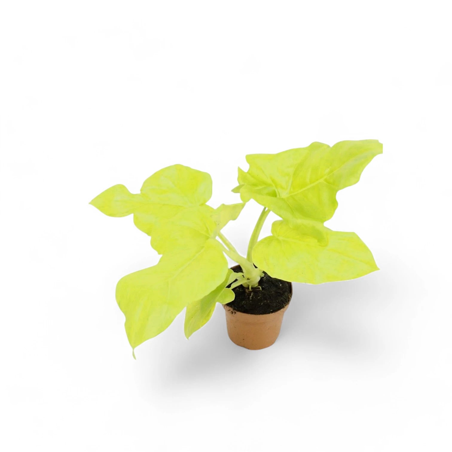 Philodendron warszewiczii 'Flavum' ('Aurea') potted houseplant in nursery pot on white background, product photo 5.