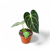 Anthurium regale – Topfpflanze im Kulturtopf vor weißem Hintergrund, Produktfoto 10.