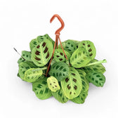 Maranta leuconeura 'Light Veins' ('Fantasy') potted houseplant in nursery pot on white background, product photo 5.