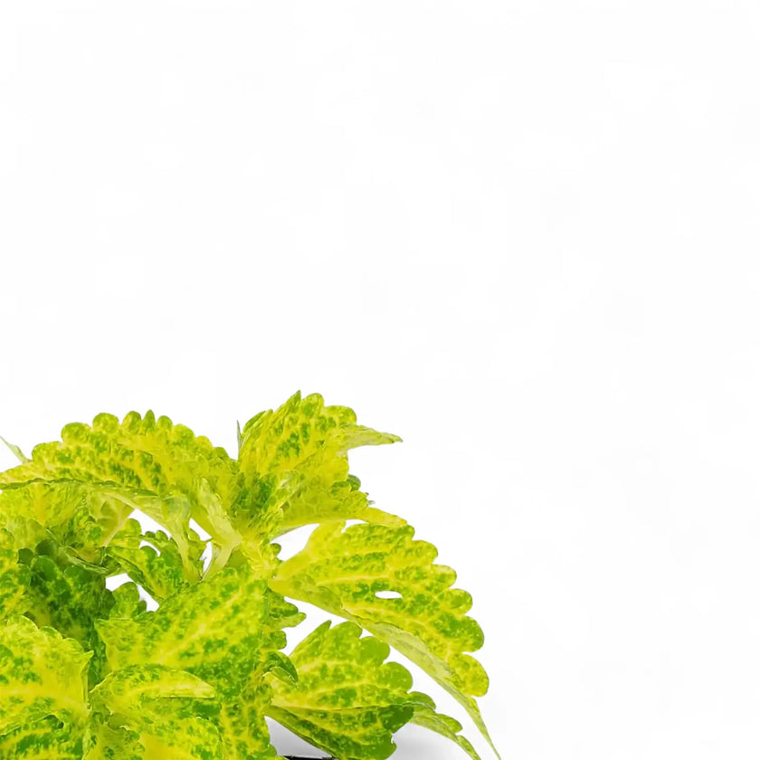 Coleus scutellarioides 'Main Street River Walk' leaf close-up on white background.