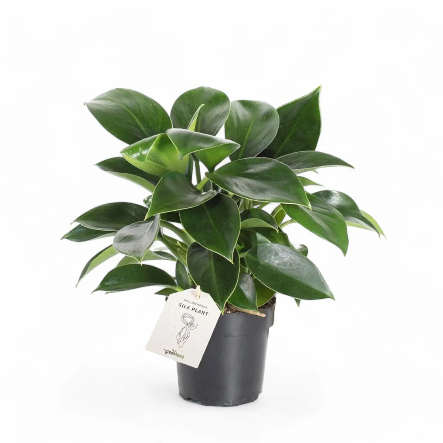 Philodendron 'Green princess' – Zimmerpflanze im Kulturtopf auf weißem Hintergrund, Produktfoto 6.