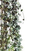 Ceropegia woodii leaf close-up on white background.