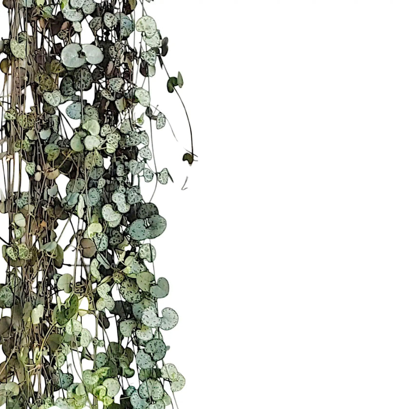 Ceropegia woodii leaf close-up on white background.