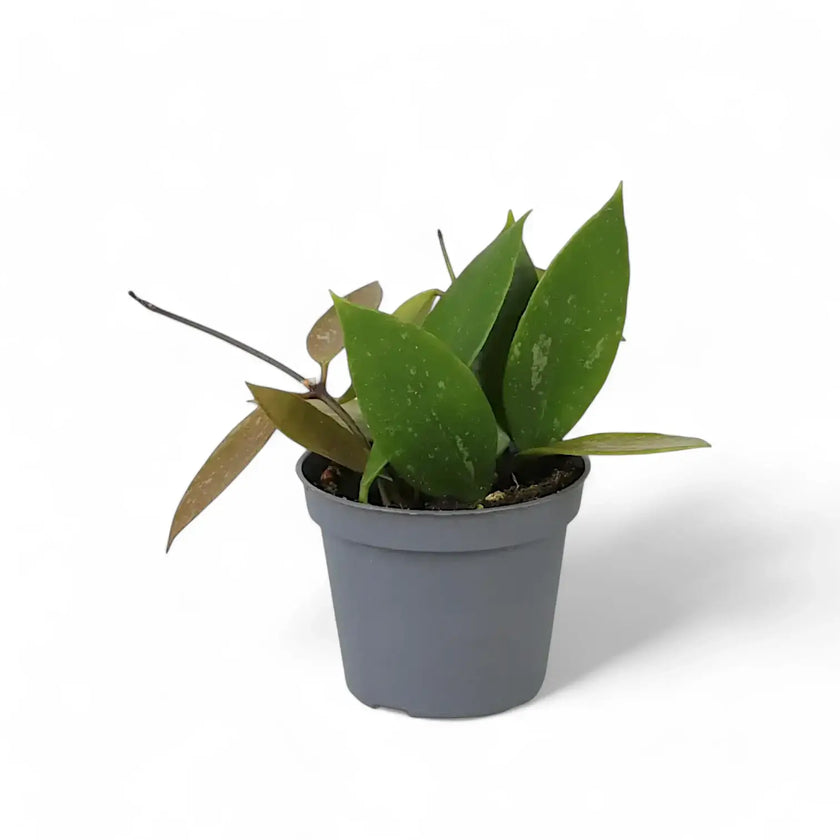 Hoya gracilis (Hoya memoria) – Topfpflanze im Kulturtopf vor weißem Hintergrund, Produktfoto 2.