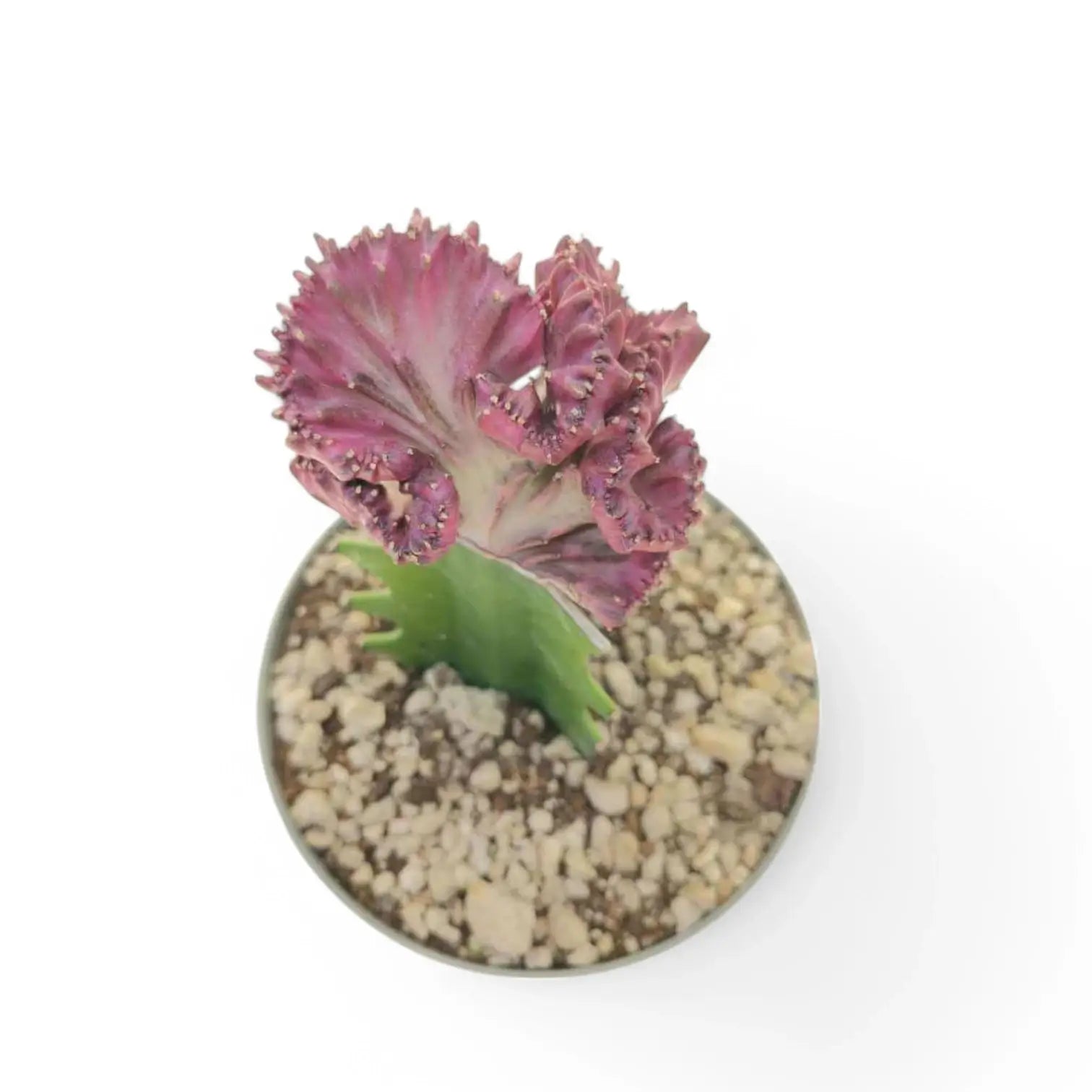 Euphorbia lactea f. crestata potted houseplant in nursery pot on white background, product photo 3.