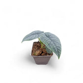 Alocasia melo – Topfpflanze im Kulturtopf vor weißem Hintergrund, Produktfoto 5.