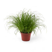 Cyperus alternifolius ‘Zumula’ (Cat Grass) potted houseplant in nursery pot on white background, product photo 4.