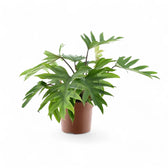 Philodendron mayoi – Topfpflanze im Kulturtopf vor weißem Hintergrund, Produktfoto 9.