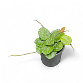 Hoya ‘Mathilde Splash’ potted houseplant in nursery pot on white background, product photo 6.