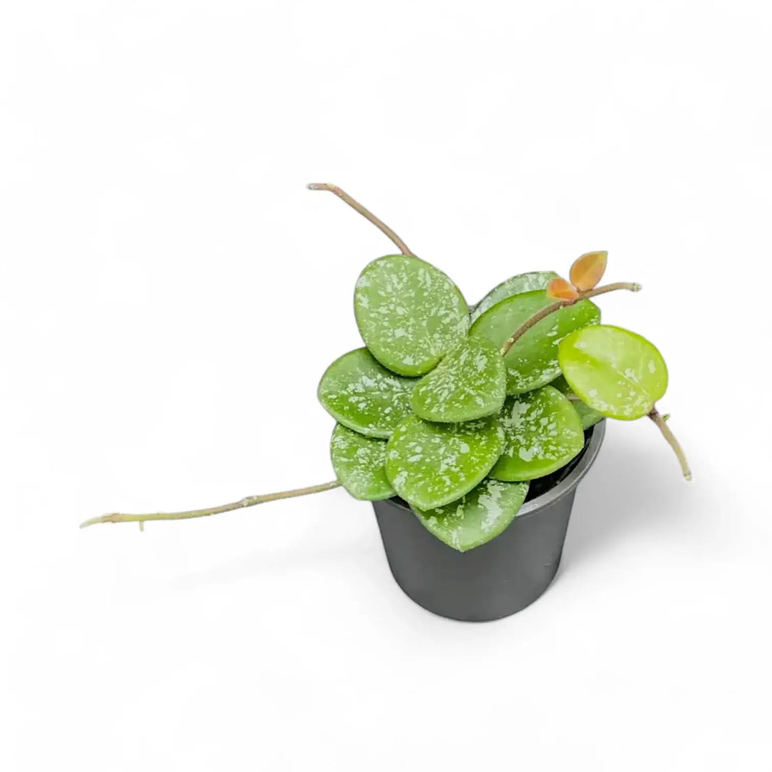 Hoya ‘Mathilde Splash’ potted houseplant in nursery pot on white background, product photo 6.